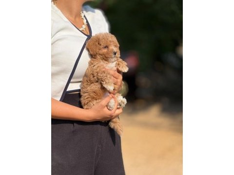 Büyümeyen aşılı çiş eğitimli maltipoo bebekler