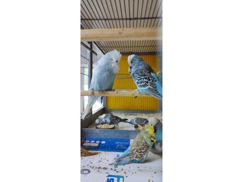 Şov jumbo muhabbet kuşu