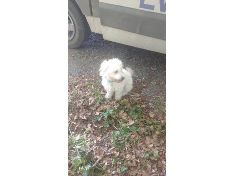 Sahiplendirme çok tatlı ismi pamuk pekinez