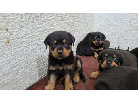 Rottweiler yavrularımız ırk garantilidir