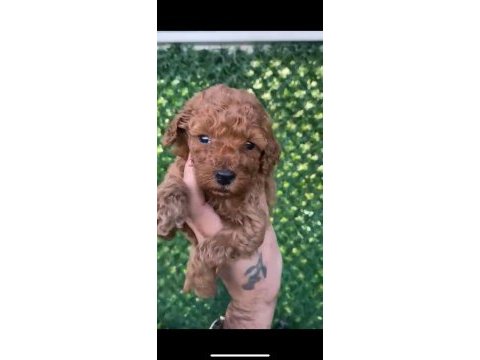Kore erkek toy poodle yavru köpeğimiz