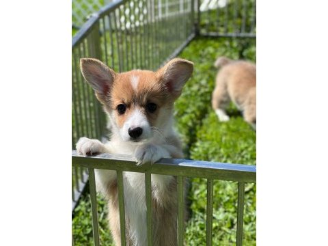 Welsh corgi pembroke erkek 3 aylık