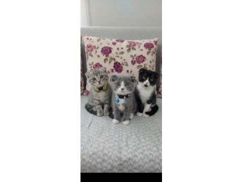 Bakmadan geçmeyin scottish fold yavrularımıza