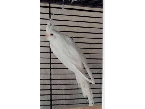 5 yumurtalı takım erkek heavy dişi albino sultan