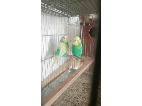 Uygun muhabbet kuşları