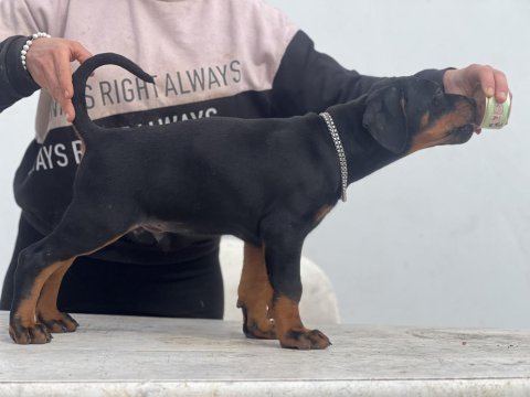 Europan fci federasyonlu doberman yavruları