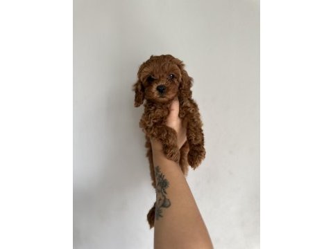 Redbrown toy poodle