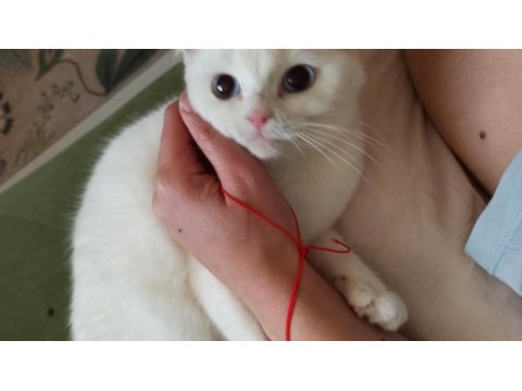 British shorthair