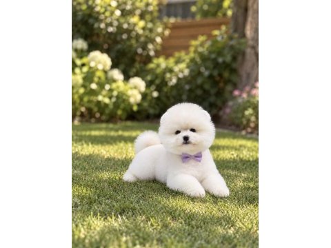 Kar beyaz pomeranian boo miniğimiz