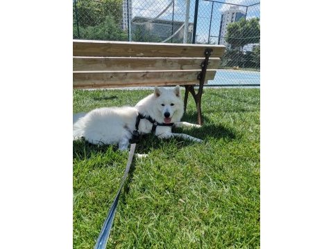 14 aylık erkek samoyed sahiplendirmek istiyoruz