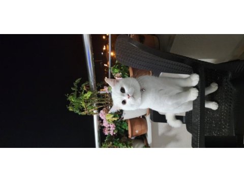 8 aylık british shorthair sahiplendirme istanbul