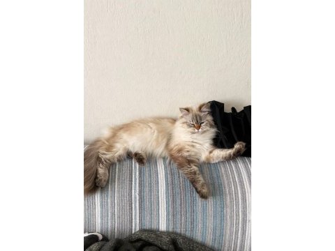 British longhair dişi 1 yaşında