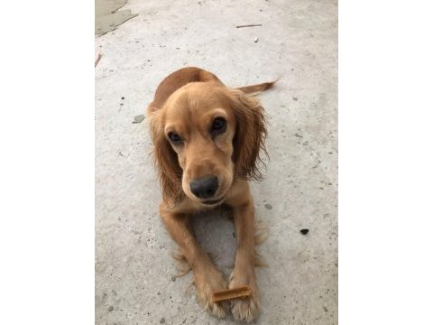 İngiliz cocker köpeğimiz