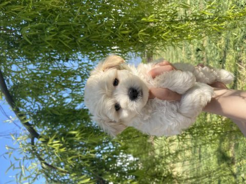 Maltipoo bebekler