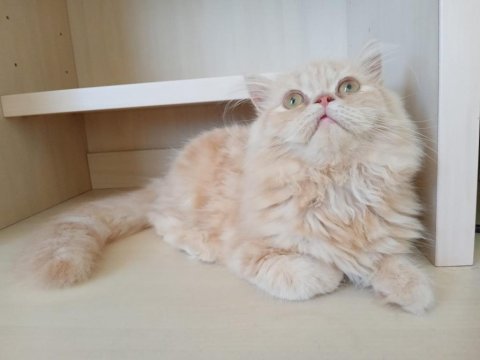Baldan tatlı british longhair kedimiz krema