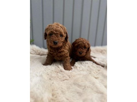 Safkan poodle sağlıklı garantili yavrular