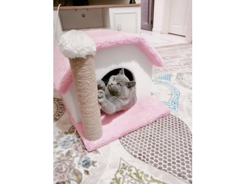 British shorthair 8 aylık