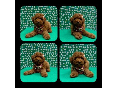 Show kalite toy poodle yavrular