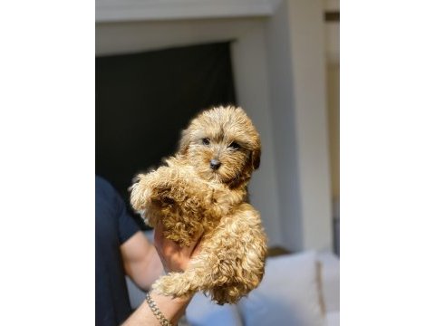 Maltipoo bebekler
