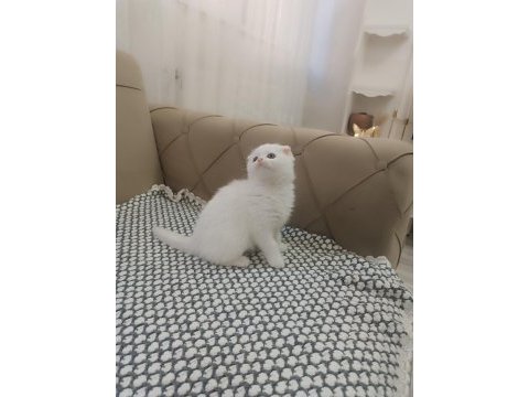 Kar beyaz scottish fold kusursuz