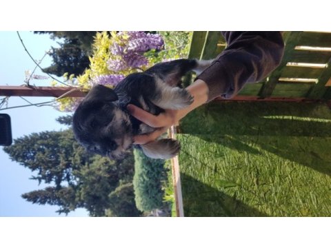 Minyatür schnauzer şecereli çipli