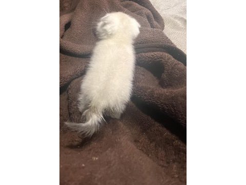 Sevimli sevimli scottish fold bebek yeni sahibini bekliyor