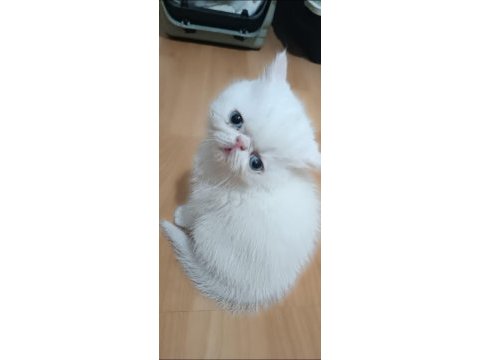 Exotıc shorthaır erkek 