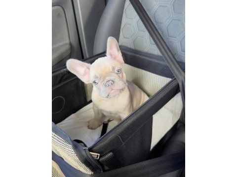 French bulldog yavruları