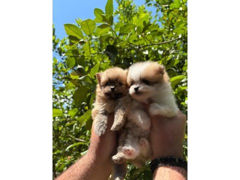 Muhteşem renkte tatlı pomeranian yavrular