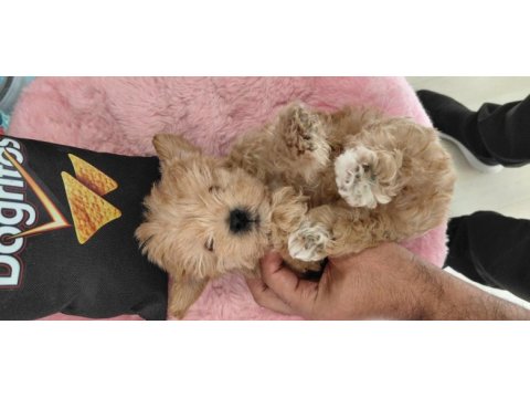 Tüy koku derdı yok 0 beden maltipoo