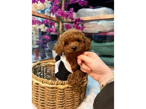 Toy poodle puppy