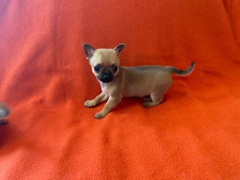 Teacup chihuahua yavrularımız