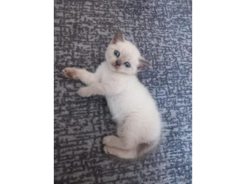 Sadece blue point kediler