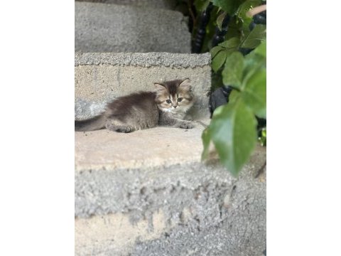 British longhair