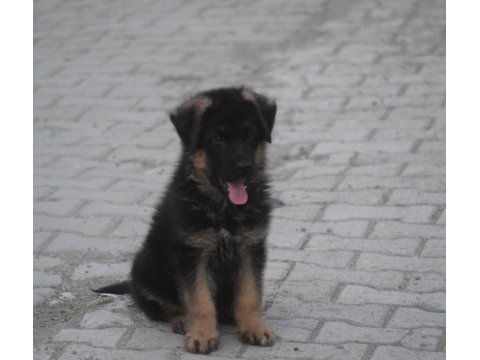 2 aylık erkek alman kurdu yeni ailesini arıyor