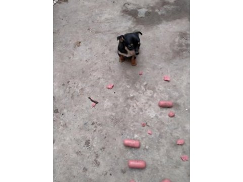 Pinscher minyatür köpeğimiz