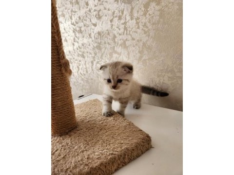 Bembeyaz ve blue point scottish fold 1.5 aylık bebekler