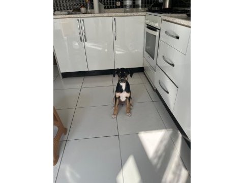 Rus finosu ve rottweiler kırması yavru