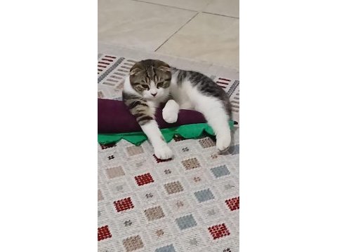 Sokağa atılan cins erkek kedimiz