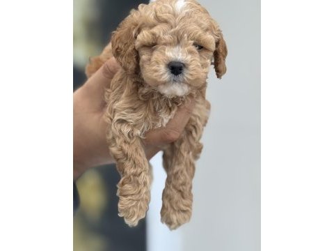 Dizayn ırk maltipoo yavrular petmode den