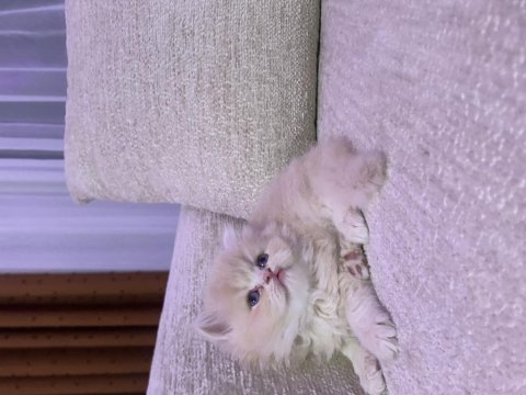Golden british shorthair bebekler
