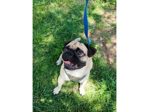 Erkek pug yeni ailesini arıyor