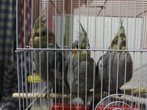 3 aylık sultan papağanı ısırmazlar erkek ötüyor