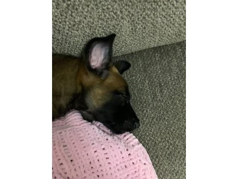 45 günlük dişi yavru safkan belçika malinois