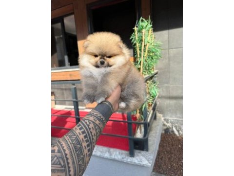 Orjinal ırk ve sağlık garantili köpekler