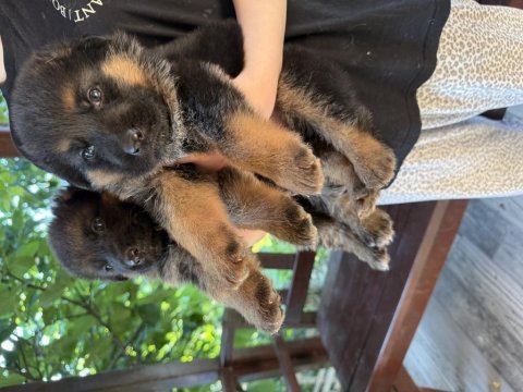 Safkan düşük bel alman kurdu yavruları