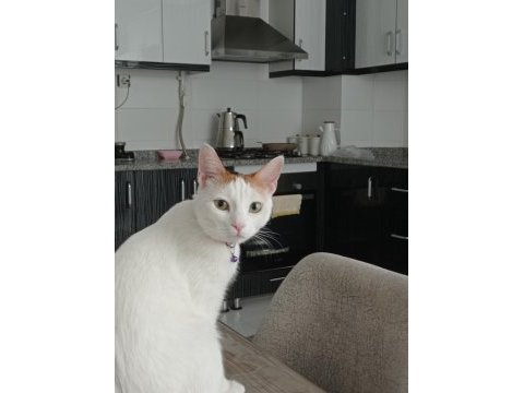 Kedim mia için sahiplendiriyorum