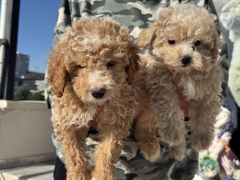Show kalite poodle ayarında maltipoo yavrular