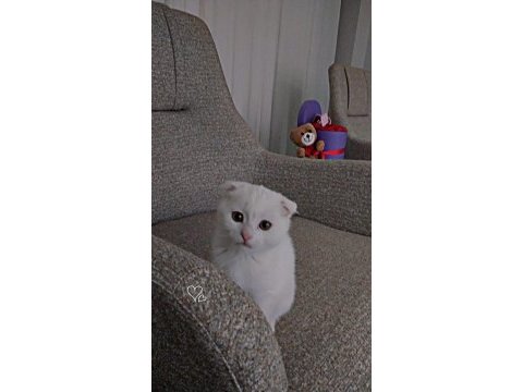 Yuvasını arayan minik bebek scottish fold