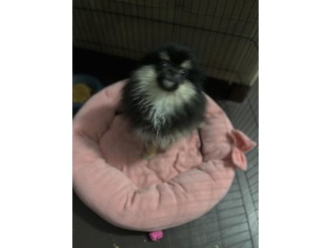 Pomeranian
